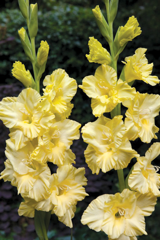 Gladiolus 'Morning Gold'